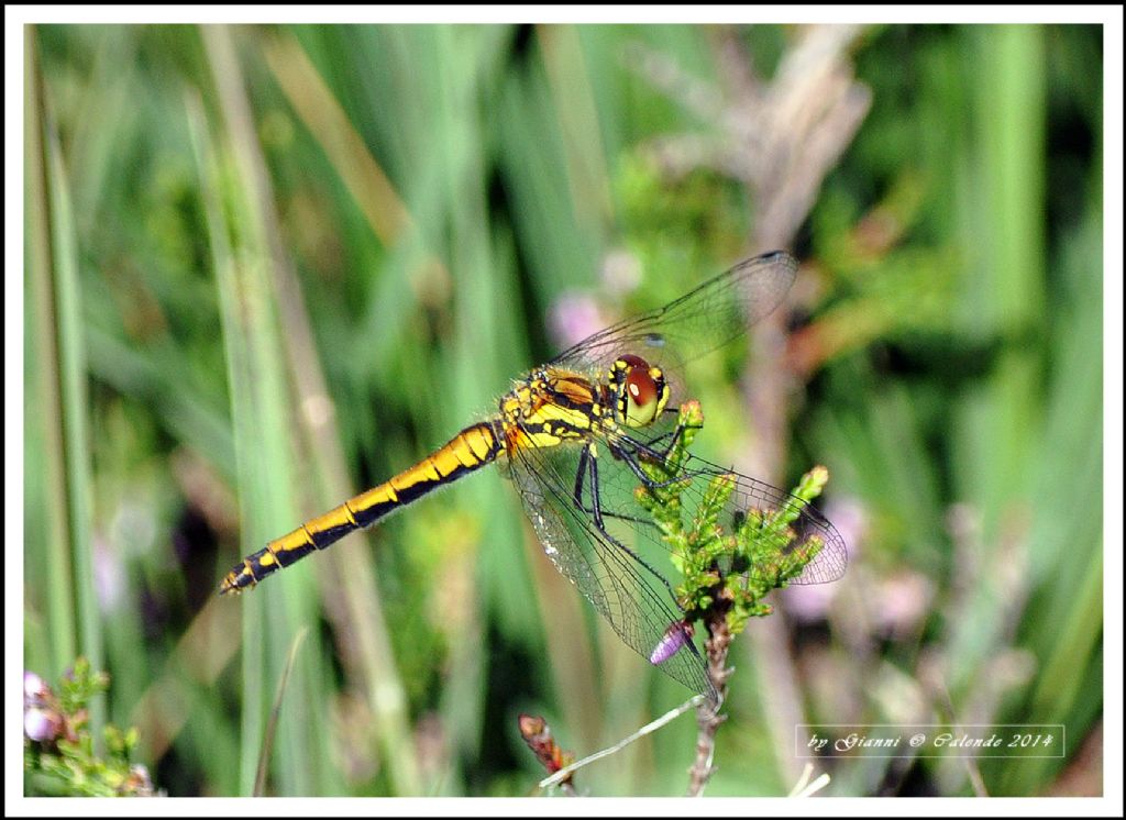 Sympetrum danae? maschio o femmina??